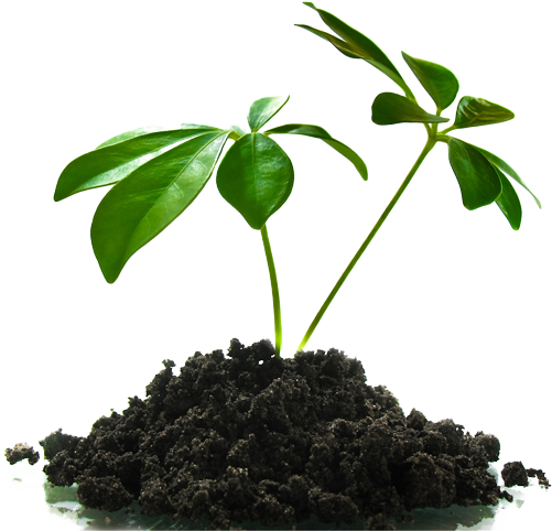plant